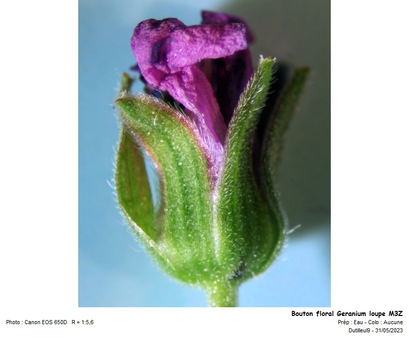 Geranium pusillum - Géranium fluet #74774