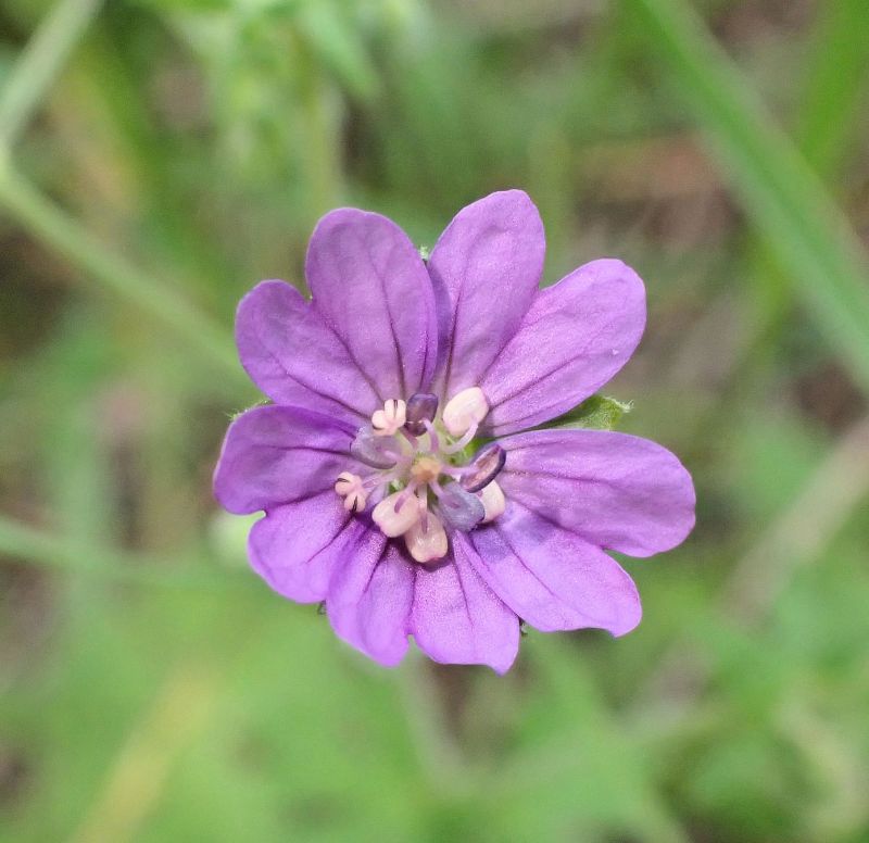 Geranium pusillum - Géranium fluet #74775