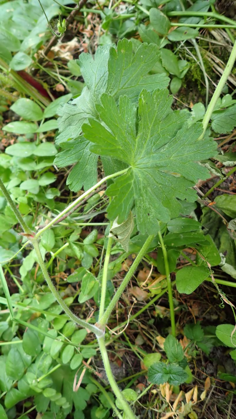 Geranium pusillum - Géranium fluet #74777