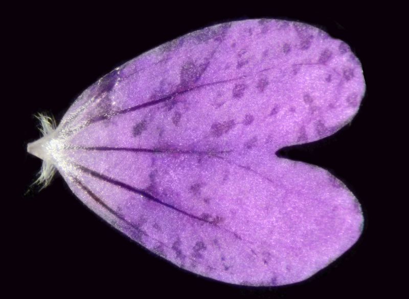 Geranium pusillum - Géranium fluet #74778