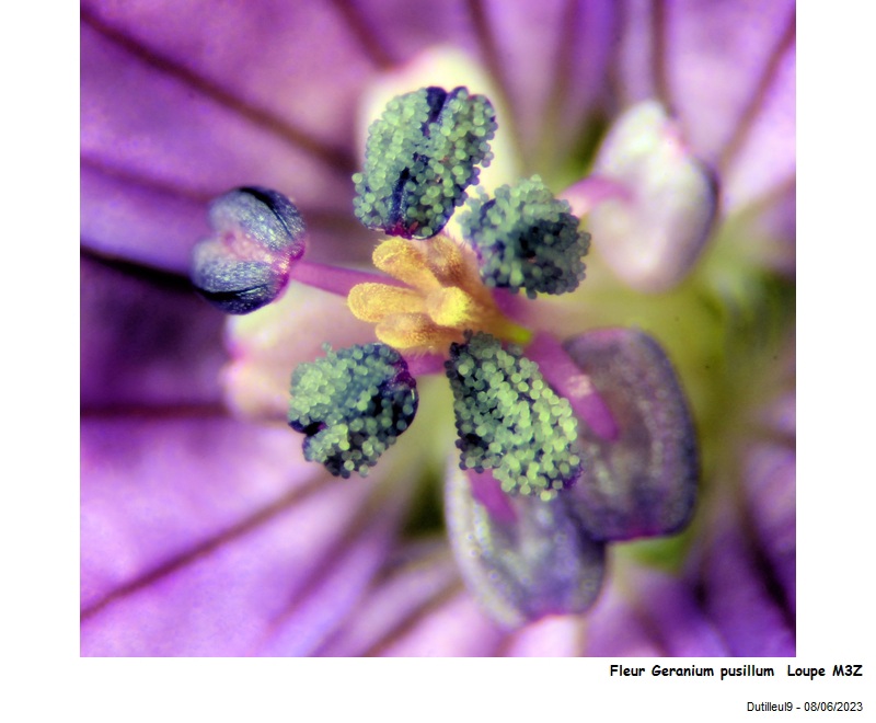 Geranium pusillum - Géranium fluet #74776