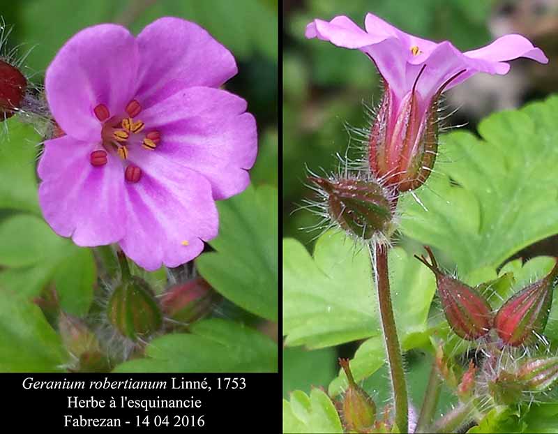 Geranium robertianum #44877