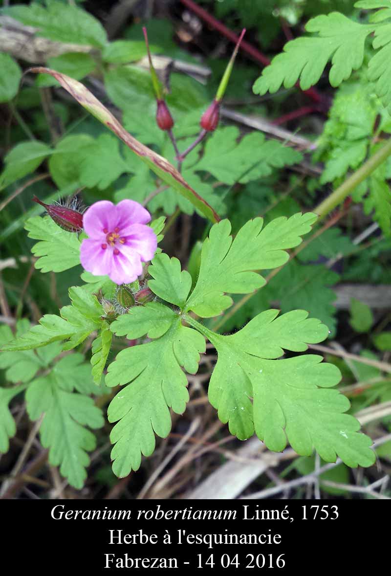Geranium robertianum #44876