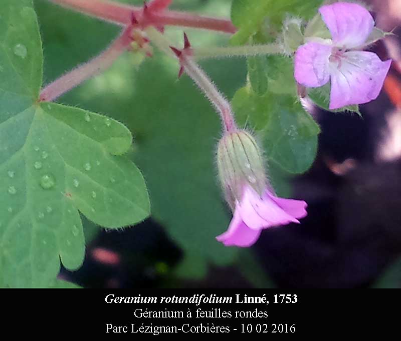 Geranium rotundifolium #43889