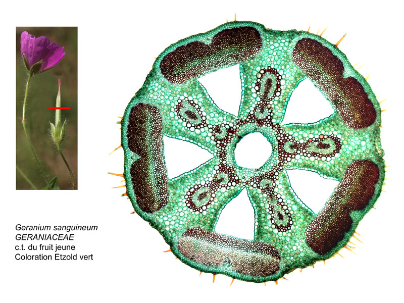 Geranium sanguineum, histologie. #16433
