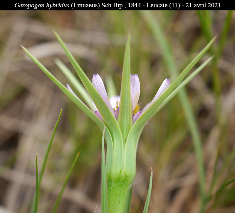 Geropogon hybridus #66431