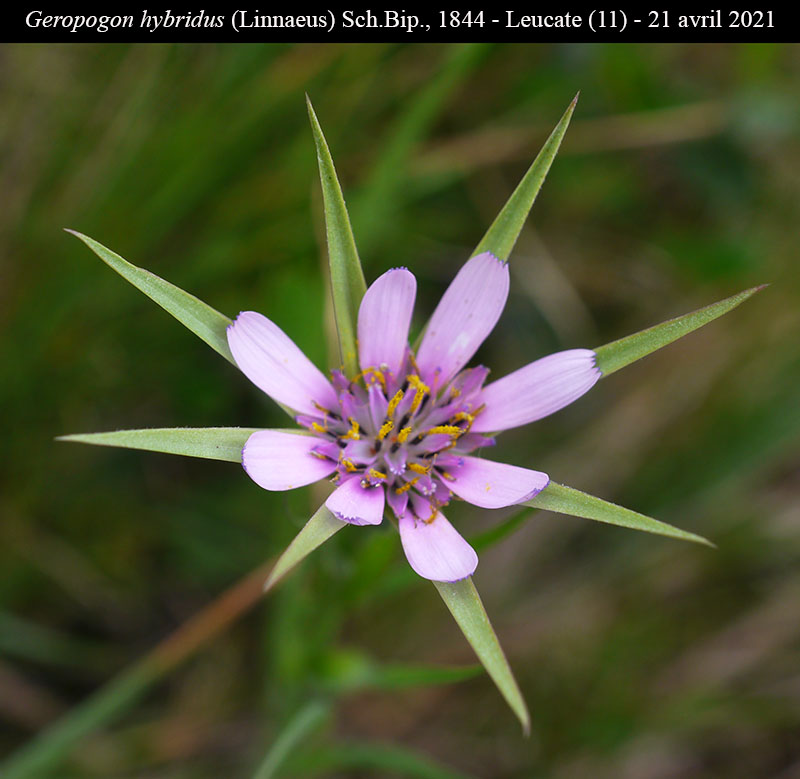 Geropogon hybridus #66429
