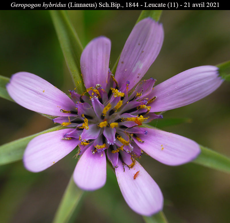 Geropogon hybridus #66430