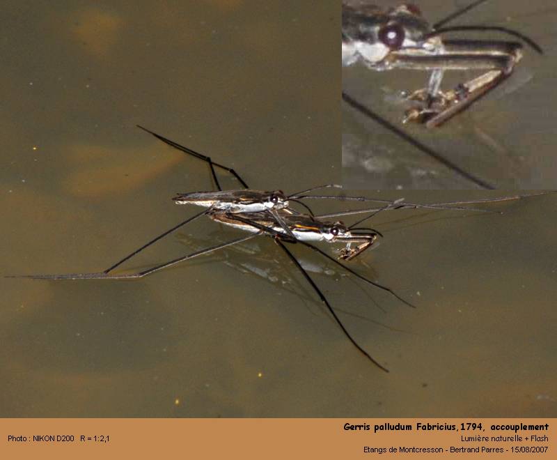 Gerris palludum Fabricius,1794 #2125