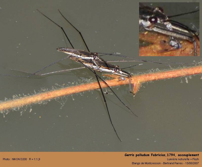 Gerris palludum Fabricius,1794 #2124