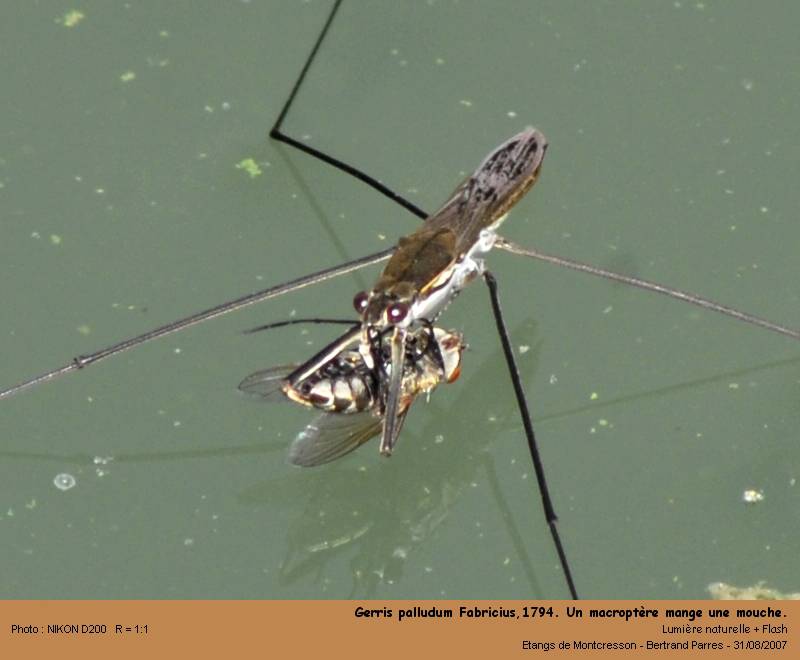 Gerris palludum Fabricius,1794 #2126