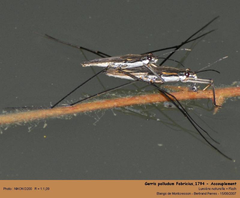 Gerris palludum Fabricius,1794 #2122