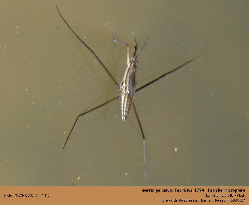 Gerris palludum Fabricius,1794 #2121