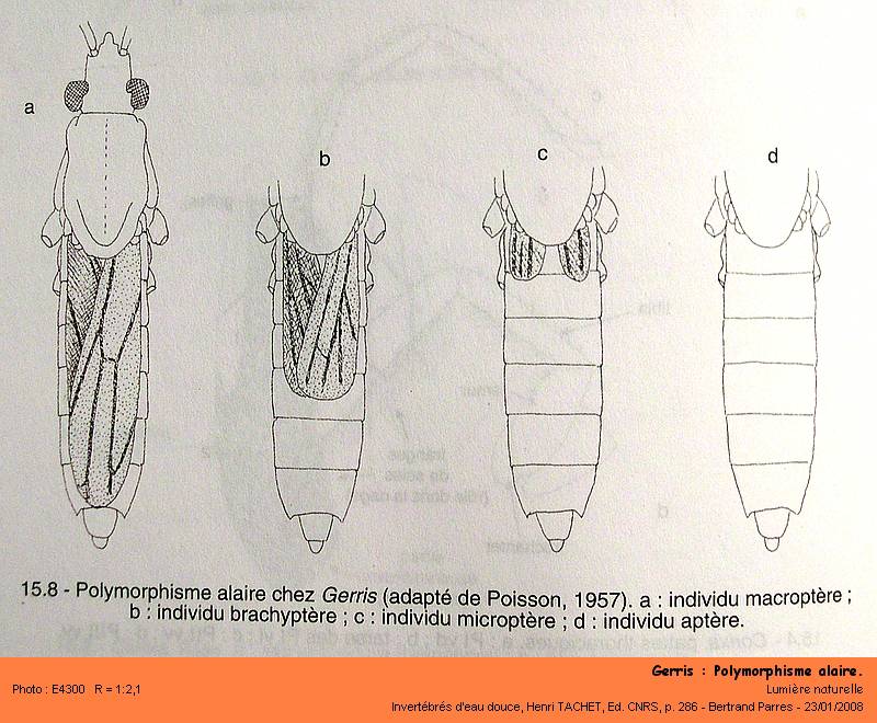 Gerris palludum Fabricius,1794 #2119