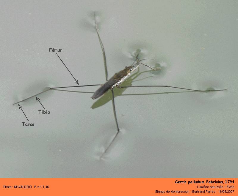 Gerris palludum Fabricius,1794 #2118