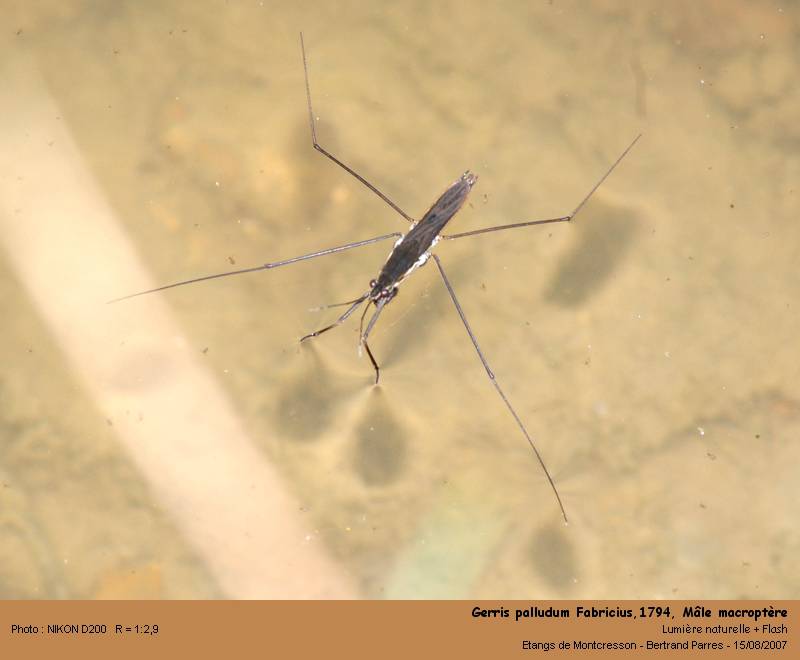 Gerris palludum Fabricius,1794 #2120