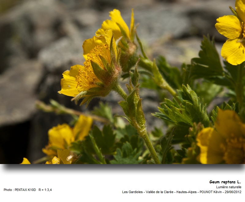 Geum reptans L. - Benoîte rampante #27631