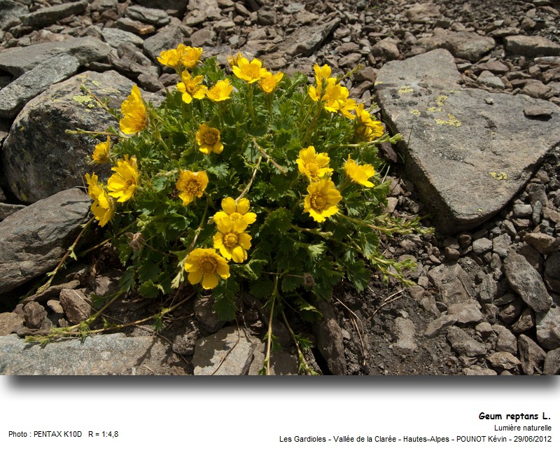 Geum reptans L. - Benoîte rampante #27629