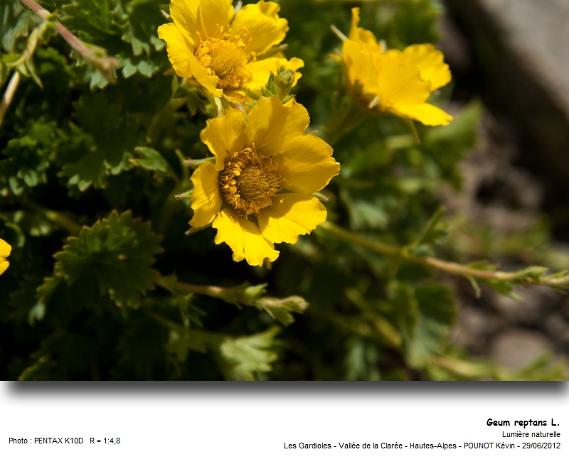 Geum reptans L. - Benoîte rampante #27630