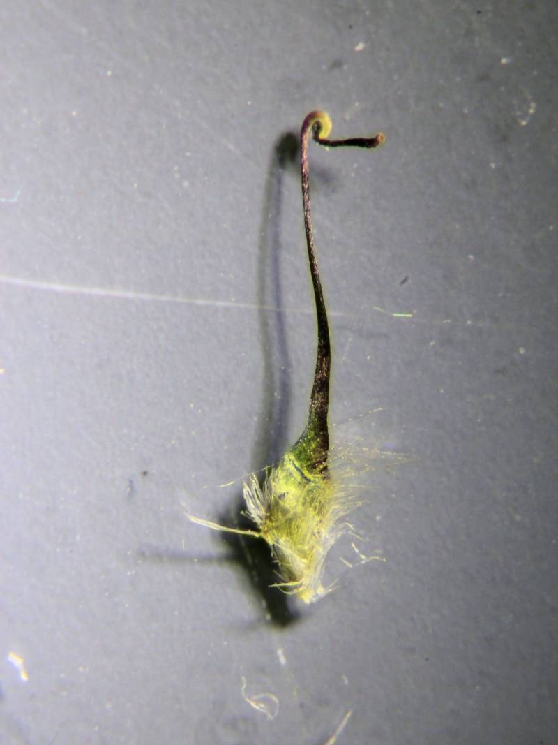 Geum urbanum L. - Herbe de St Benoît #79094