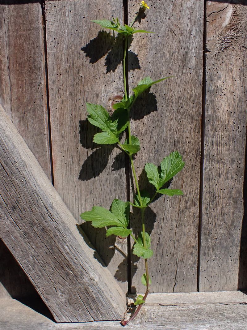 Geum urbanum L. - Herbe de St Benoît #79089