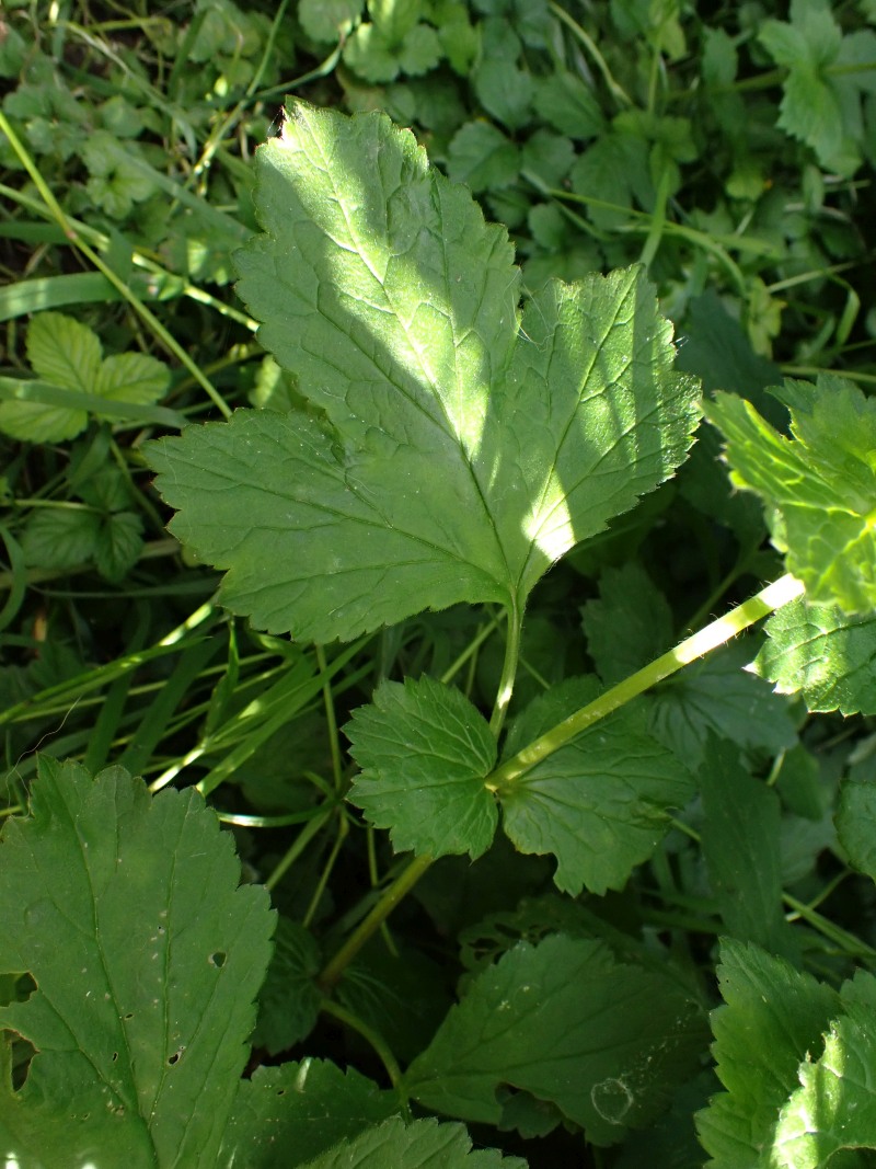 Geum urbanum L. - Herbe de St Benoît #79088