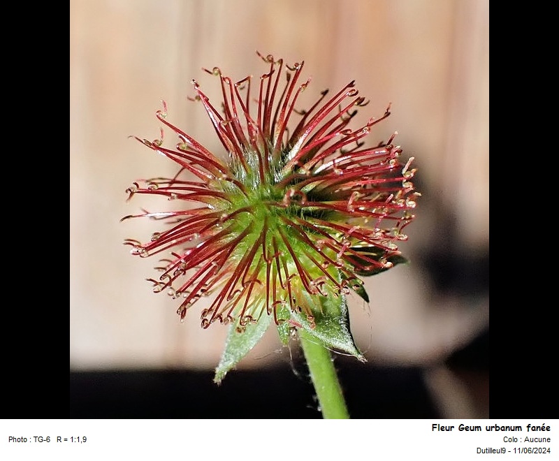 Geum urbanum L. - Herbe de St Benoît #79093