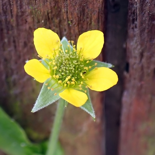 Geum urbanum L. - Herbe de St Benoît #79090