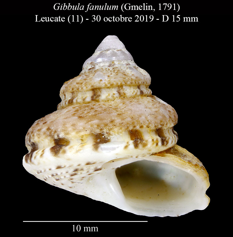 Gibbula fanulum #61532