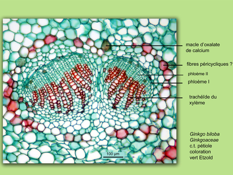 Ginkgo biloba histologie, histology. #23707