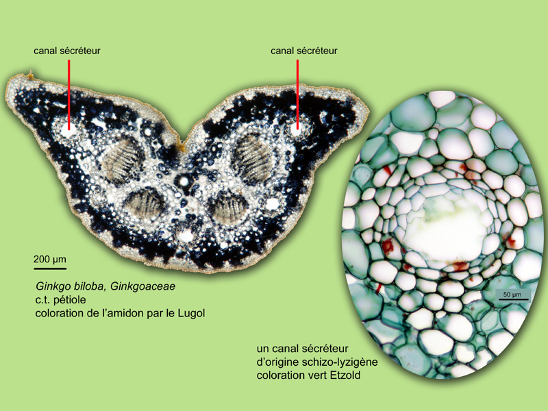 Ginkgo biloba histologie, histology. #23708