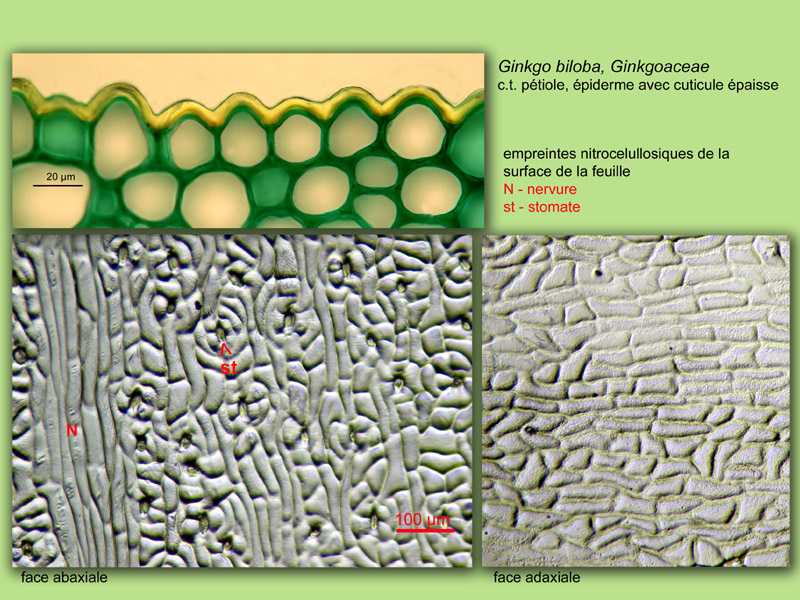 Ginkgo biloba histologie, histology. #23709