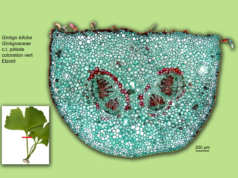 Ginkgo biloba histologie, histology. #23706