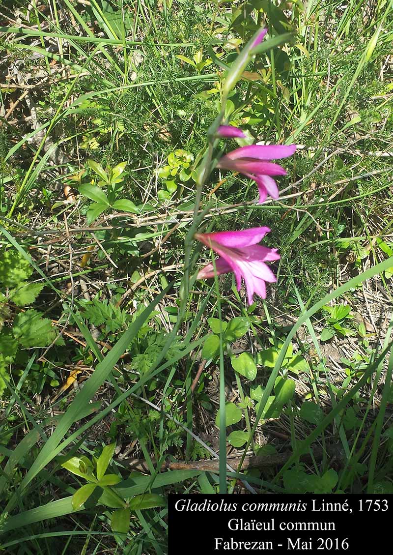 Gladiolus communis Linné, 1753 #45400