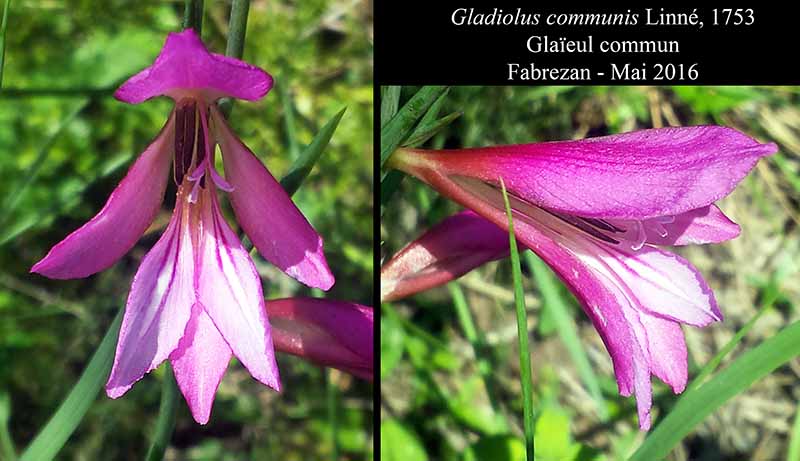 Gladiolus communis Linné, 1753 #45401