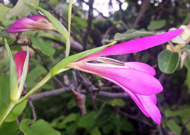 Gladiolus communis Linné, 1753 #49339