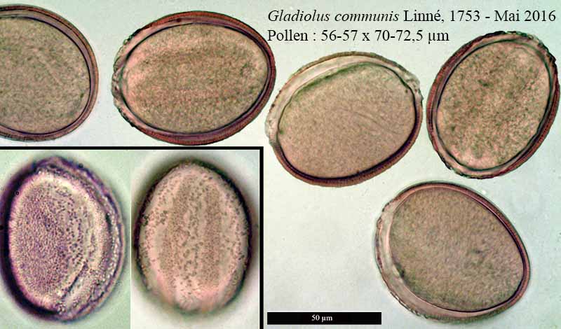 Gladiolus communis Linné, 1753 #45403