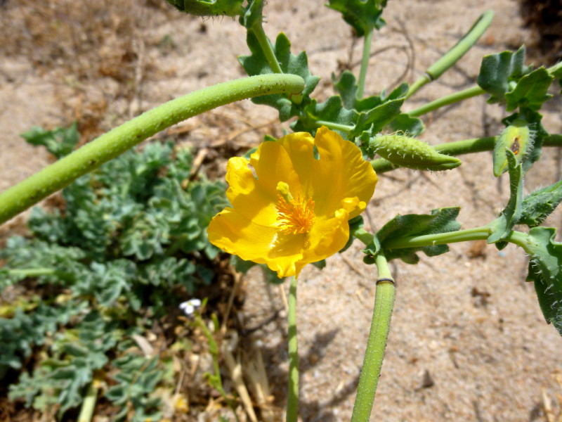 Glaucium flavium #45935