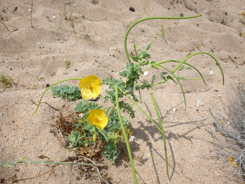 Glaucium flavium #45934