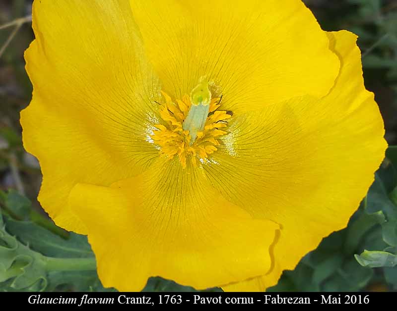 Glaucium flavum Crantz, 1763 #45393