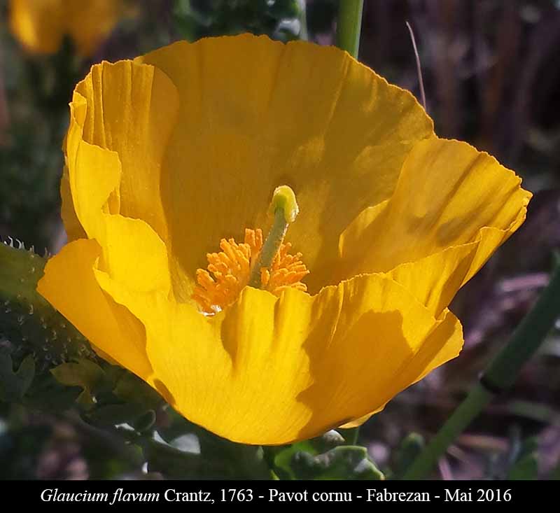 Glaucium flavum Crantz, 1763 #45394