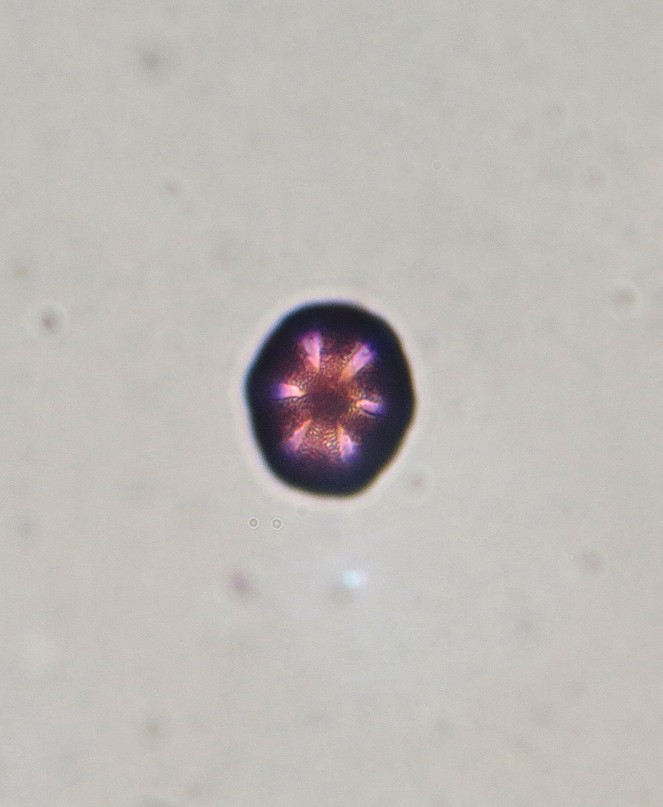 Glechoma hederacae #31204