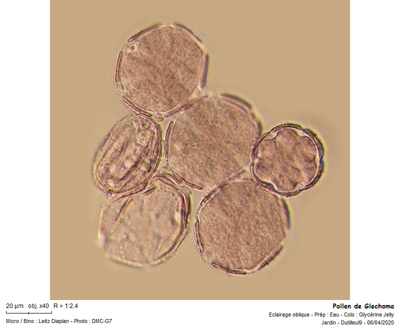 Glechoma hederacae #62847