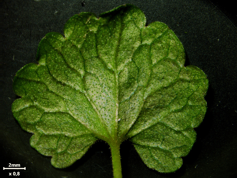 Glechoma hederacea, L., 1753 #78515