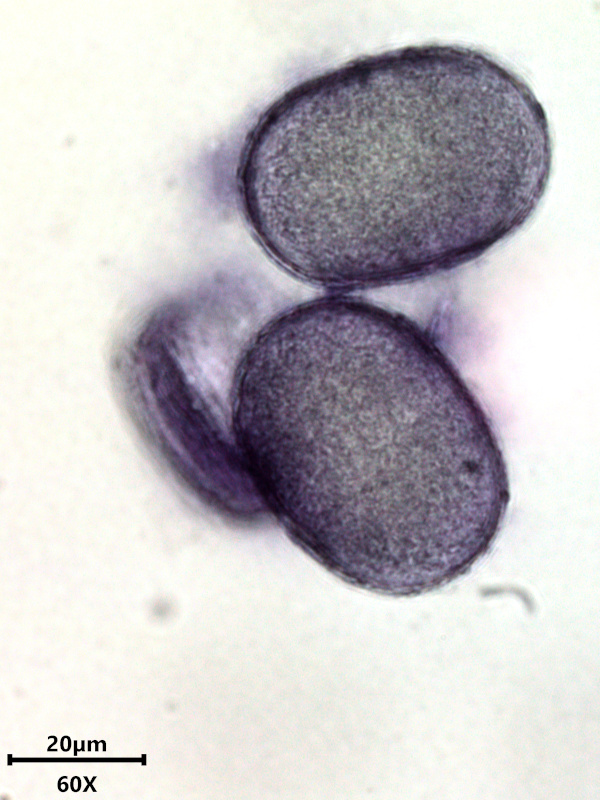 Glechoma hederacea, L., 1753 #78507