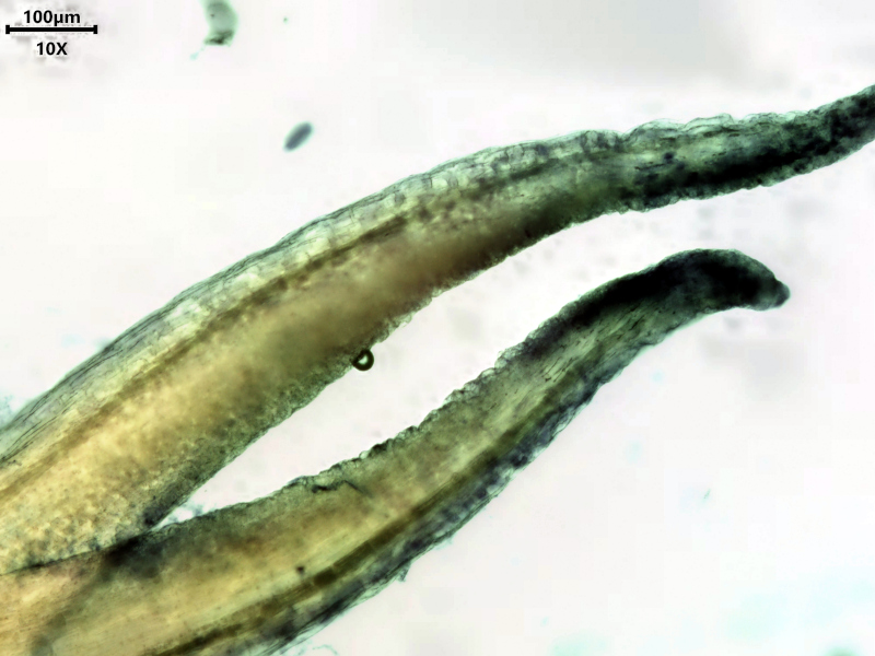 Glechoma hederacea, L., 1753 #78525
