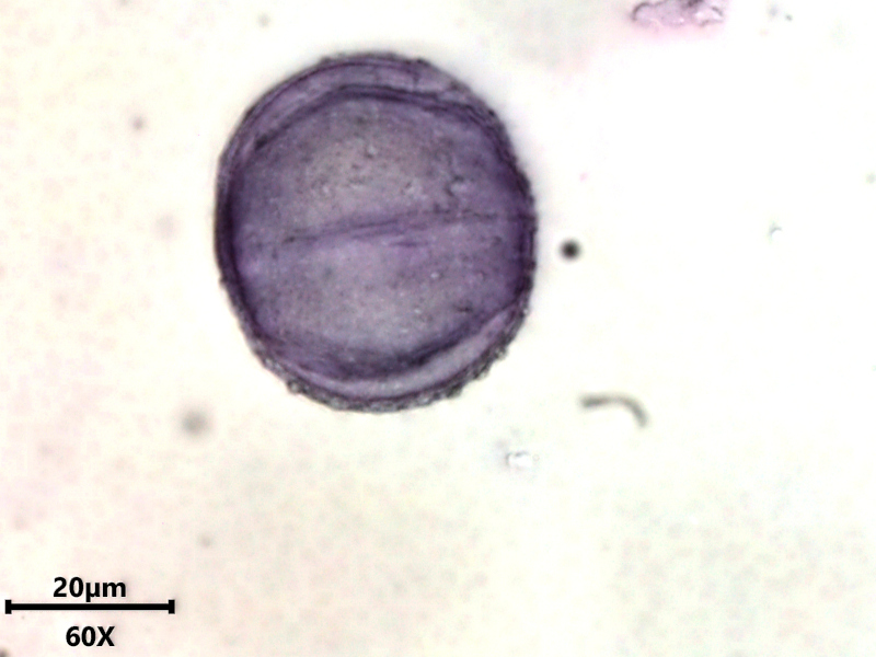 Glechoma hederacea, L., 1753 #78506