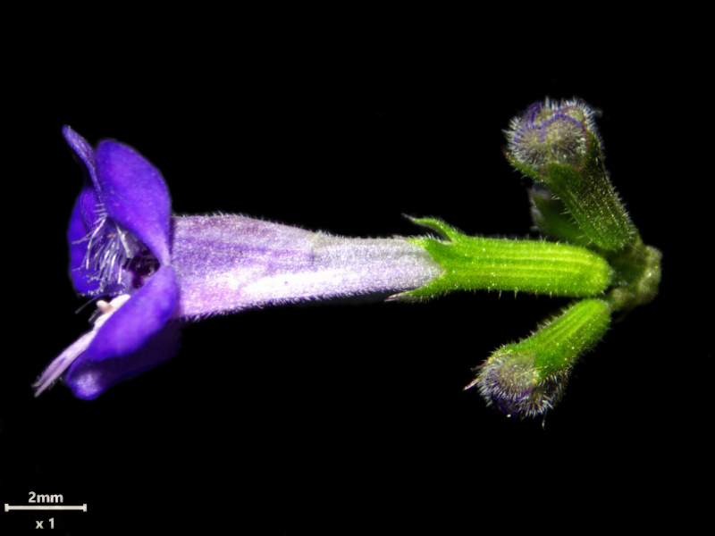 Glechoma hederacea, L., 1753 #78520