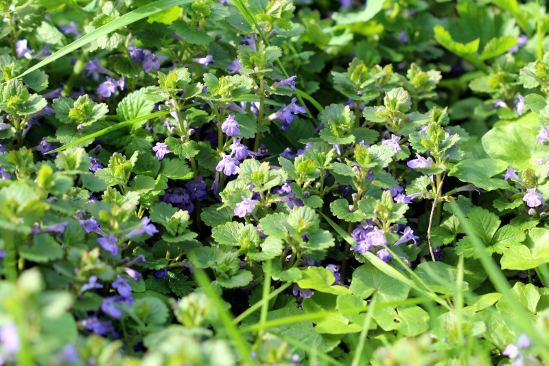 Glechoma hederacea, L., 1753 #78509
