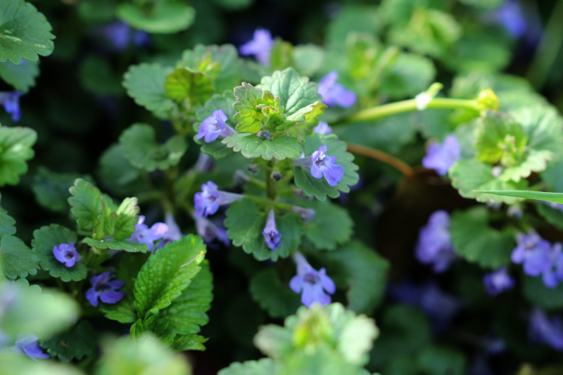 Glechoma hederacea, L., 1753 #78510